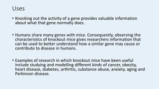 Uses
• Knocking out the activity of a gene provides valuable information
about what that gene normally does.
• Humans share many genes with mice. Consequently, observing the
characteristics of knockout mice gives researchers information that
can be used to better understand how a similar gene may cause or
contribute to disease in humans.
• Examples of research in which knockout mice have been useful
include studying and modelling different kinds of cancer, obesity,
heart disease, diabetes, arthritis, substance abuse, anxiety, aging and
Parkinson disease.
 