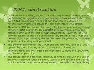 cDNA construction
• Once mRNA is purified, oligo-dT (a short sequence of deoxy-thymine
nucleotides) is tagged as a complementary primer which binds to the
poly-A tail providing a free 3'-OH end that can be extended by
reverse transcriptase to create the complementary DNA strand.
• Then the mRNA is removed by using a RNAse enzyme leaving a single
stranded cDNA (sscDNA). This sscDNA is converted into a double
stranded DNA with the help of DNA polymerase. However, for DNA
polymerase to synthesize a complementary strand a free 3'-OH end is
needed. This is provided by the sscDNA itself by generating a hairpin
loop at the 3' end by coiling on itself.
• The polymerase extends the 3'-OH end and later the loop at 3' end is
opened by the scissoring action of S1 nuclease. Restrictio
endonucleases and DNA ligase are then used to clone the sequences
into bacterial plasmids.
• The cloned bacteria are then selected, commonly through the use of
antibiotic selection. Once selected, stocks of the bacteria are created
which can later be grown and sequenced to compile the cDNA library.
 