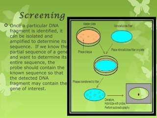 Screening
 Once a particular DNA
fragment is identified, it
can be isolated and
amplified to determine its
sequence. If we know the
partial sequence of a gene
and want to determine its
entire sequence, the
probe should contain the
known sequence so that
the detected DNA
fragment may contain the
gene of interest.
 