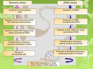 Digestion of the chromosomal DNA
with restriction endonuclease
Production of cDNA
(complimentary DNA)
Genomic Library
Insertion of each DNA fragment into
vector (recombinant DNA)
Transformation of Bacteria
using the recombinant vectors
Cloning of
the bacterial cells
Each clone produced is a “book”
in the “Library” of DNA fragments
cDNA Library
Extraction of mRNAExtraction of chromosomal
DNA
Insertion of each cDNA into vector
(recombinant DNA)
Transformation of bacteria
Cloning of each recombinant
Production of Bacterial cell (clones)
containing the gene of interest
 