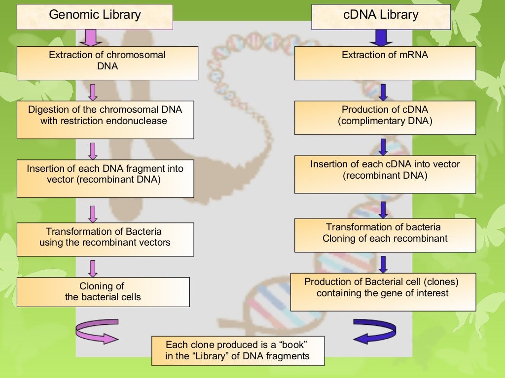 Gene library