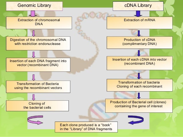 dna vs rna