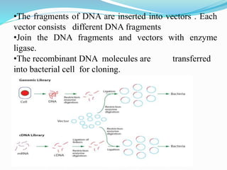 •The fragments of DNA are inserted into vectors . Each
vector consists different DNA fragments
•Join the DNA fragments and vectors with enzyme
ligase.
•The recombinant DNA molecules are transferred
into bacterial cell for cloning.
 