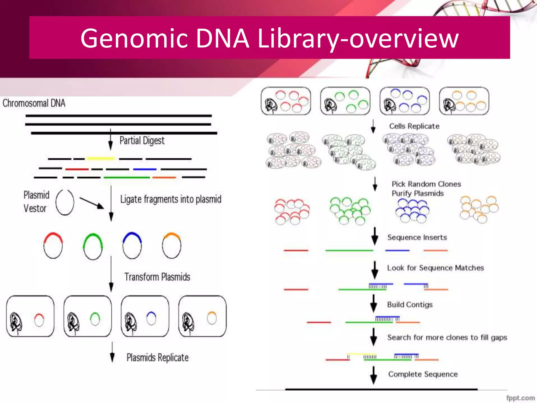 Genomic library construction | PPTX