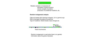 Gene manipula#####################tion.pptx