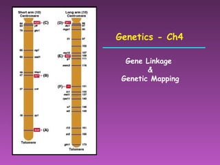 Genetics - Ch4 Gene Linkage  & Genetic Mapping 