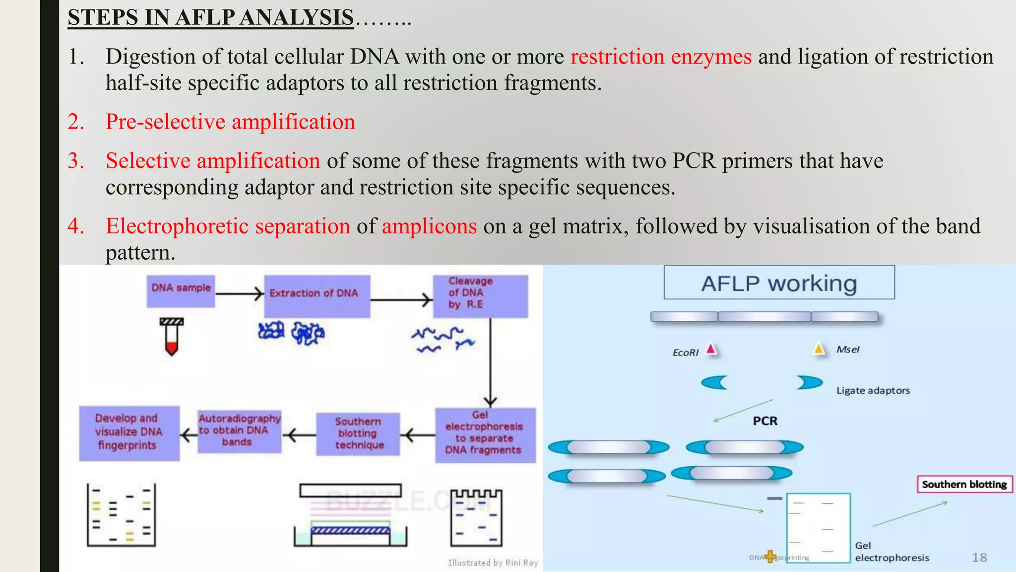 STEPS IN AFLPANALYSIS……..
1. Digestion of total cellular DNA with one or more restriction enzymes and ligation of restriction
half-site specific adaptors to all restriction fragments.
2. Pre-selective amplification
3. Selective amplification of some of these fragments with two PCR primers that have
corresponding adaptor and restriction site specific sequences.
4. Electrophoretic separation of amplicons on a gel matrix, followed by visualisation of the band
pattern.
 