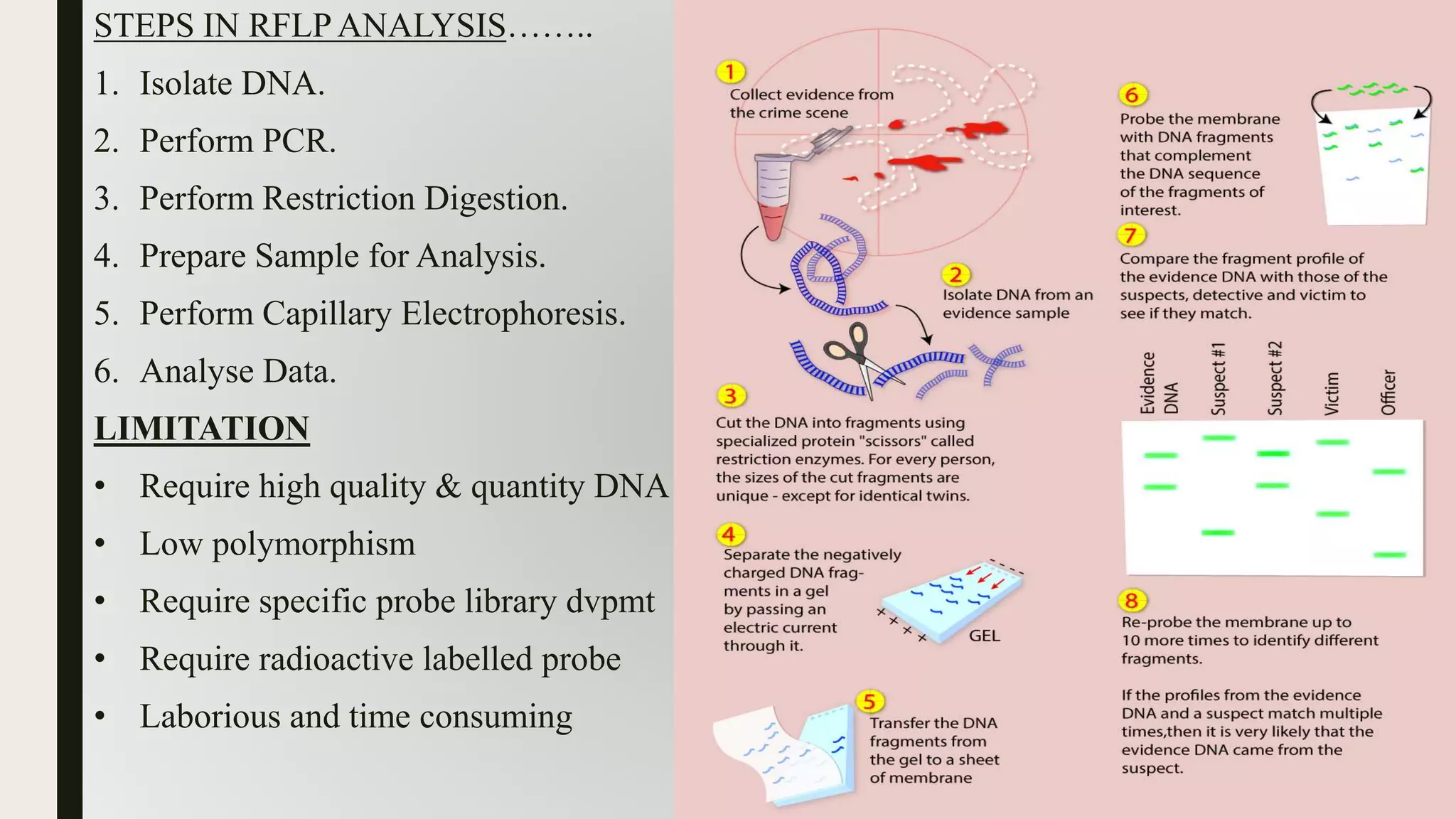 STEPS IN RFLP ANALYSIS……..
1. Isolate DNA.
2. Perform PCR.
3. Perform Restriction Digestion.
4. Prepare Sample for Analysis.
5. Perform Capillary Electrophoresis.
6. Analyse Data.
LIMITATION
• Require high quality & quantity DNA
• Low polymorphism
• Require specific probe library dvpmt
• Require radioactive labelled probe
• Laborious and time consuming
 