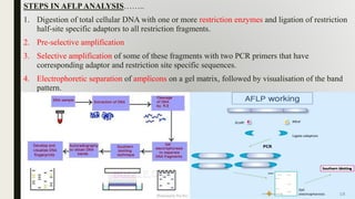 STEPS IN AFLPANALYSIS……..
1. Digestion of total cellular DNA with one or more restriction enzymes and ligation of restriction
half-site specific adaptors to all restriction fragments.
2. Pre-selective amplification
3. Selective amplification of some of these fragments with two PCR primers that have
corresponding adaptor and restriction site specific sequences.
4. Electrophoretic separation of amplicons on a gel matrix, followed by visualisation of the band
pattern.
 