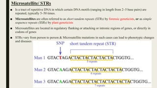 Microsatellite/ STRs
■ Is a tract of repetitive DNA in which certain DNA motifs (ranging in length from 2–5 base pairs) are
repeated, typically 5–50 times.
■ Microsatellites are often referred to as short tandem repeats (STRs) by forensic geneticists, or as simple
sequence repeats (SSRs) by plant geneticists
■ Microsatellites are located in regulatory flanking or attacking or intronic regions of genes, or directly in
codons of genes
■ STRs vary from person to person & Microsatellite mutations in such cases can lead to phenotypic changes
and diseases
 