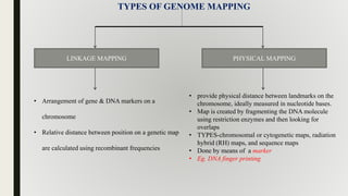 TYPES OF GENOME MAPPING
LINKAGE MAPPING PHYSICAL MAPPING
• Arrangement of gene & DNA markers on a
chromosome
• Relative distance between position on a genetic map
are calculated using recombinant frequencies
• provide physical distance between landmarks on the
chromosome, ideally measured in nucleotide bases.
• Map is created by fragmenting the DNA molecule
using restriction enzymes and then looking for
overlaps
• TYPES-chromosomal or cytogenetic maps, radiation
hybrid (RH) maps, and sequence maps
• Done by means of a marker
• Eg. DNA finger printing
 