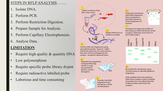STEPS IN RFLP ANALYSIS……..
1. Isolate DNA.
2. Perform PCR.
3. Perform Restriction Digestion.
4. Prepare Sample for Analysis.
5. Perform Capillary Electrophoresis.
6. Analyse Data.
LIMITATION
• Require high quality & quantity DNA
• Low polymorphism
• Require specific probe library dvpmt
• Require radioactive labelled probe
• Laborious and time consuming
 