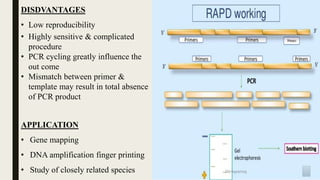 DISDVANTAGES
• Low reproducibility
• Highly sensitive & complicated
procedure
• PCR cycling greatly influence the
out come
• Mismatch between primer &
template may result in total absence
of PCR product
APPLICATION
• Gene mapping
• DNA amplification finger printing
• Study of closely related species
 