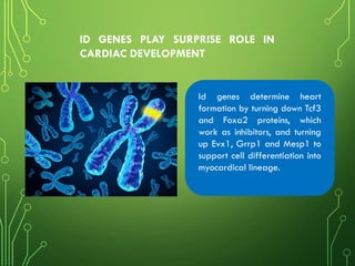 Id genes determine heart
formation by turning down Tcf3
and Foxa2 proteins, which
work as inhibitors, and turning
up Evx1, Grrp1 and Mesp1 to
support cell differentiation into
myocardical lineage.
ID GENES PLAY SURPRISE ROLE IN
CARDIAC DEVELOPMENT
 