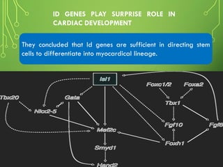 They concluded that Id genes are sufficient in directing stem
cells to differentiate into myocardical lineage.
ID GENES PLAY SURPRISE ROLE IN
CARDIAC DEVELOPMENT
 