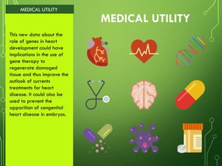 MEDICAL UTILITY
This new data about the
role of genes in heart
development could have
implications in the use of
gene therapy to
regenerate damaged
tissue and thus improve the
outlook of currents
treatments for heart
disease. It could also be
used to prevent the
apparition of congenital
heart disease in embryos.
MEDICAL UTILITY
 