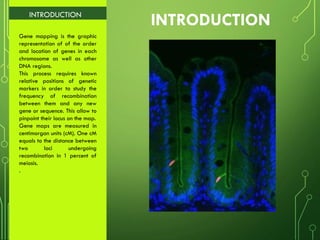 INTRODUCTION
INTRODUCTION
Gene mapping is the graphic
representation of of the order
and location of genes in each
chromosome as well as other
DNA regions.
This process requires known
relative positions of genetic
markers in order to study the
frequency of recombination
between them and any new
gene or sequence. This allow to
pinpoint their locus on the map.
Gene maps are measured in
centimorgan units (cM). One cM
equals to the distance between
two loci undergoing
recombination in 1 percent of
meiosis.
.
 