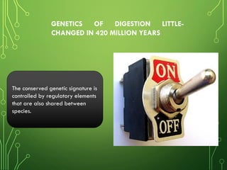 The conserved genetic signature is
controlled by regulatory elements
that are also shared between
species.
GENETICS OF DIGESTION LITTLE-
CHANGED IN 420 MILLION YEARS
 