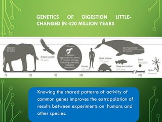 Knowing the shared patterns of activity of
common genes improves the extrapolation of
results between experiments on humans and
other species.
GENETICS OF DIGESTION LITTLE-
CHANGED IN 420 MILLION YEARS
 