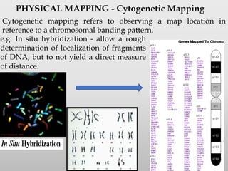 Gene mapping | PDF