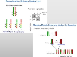 Gene mapping | PDF