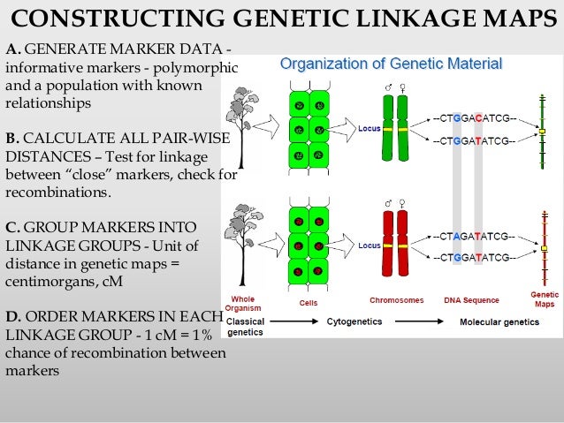 how is a gene map constructed Gene Mapping how is a gene map constructed