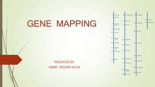 GENE MAPPING
PRESENTED BY:
NAME : RASHMI JALAN
 