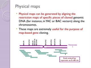 gene mapping in the children - genetic diseases | PPTX