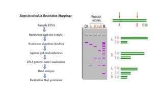 Gene Mapping, types of gene mapping and its application | PPTX