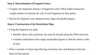 Gene Mapping, and Cloning of Disease Gene (CMB) | PPTX