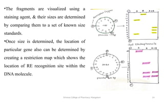 Gene mapping and cloning of diseased gene. ppt | PPTX