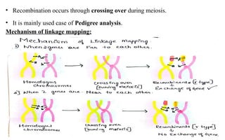 Gene mapping and cloning of diseased gene. ppt | PPTX