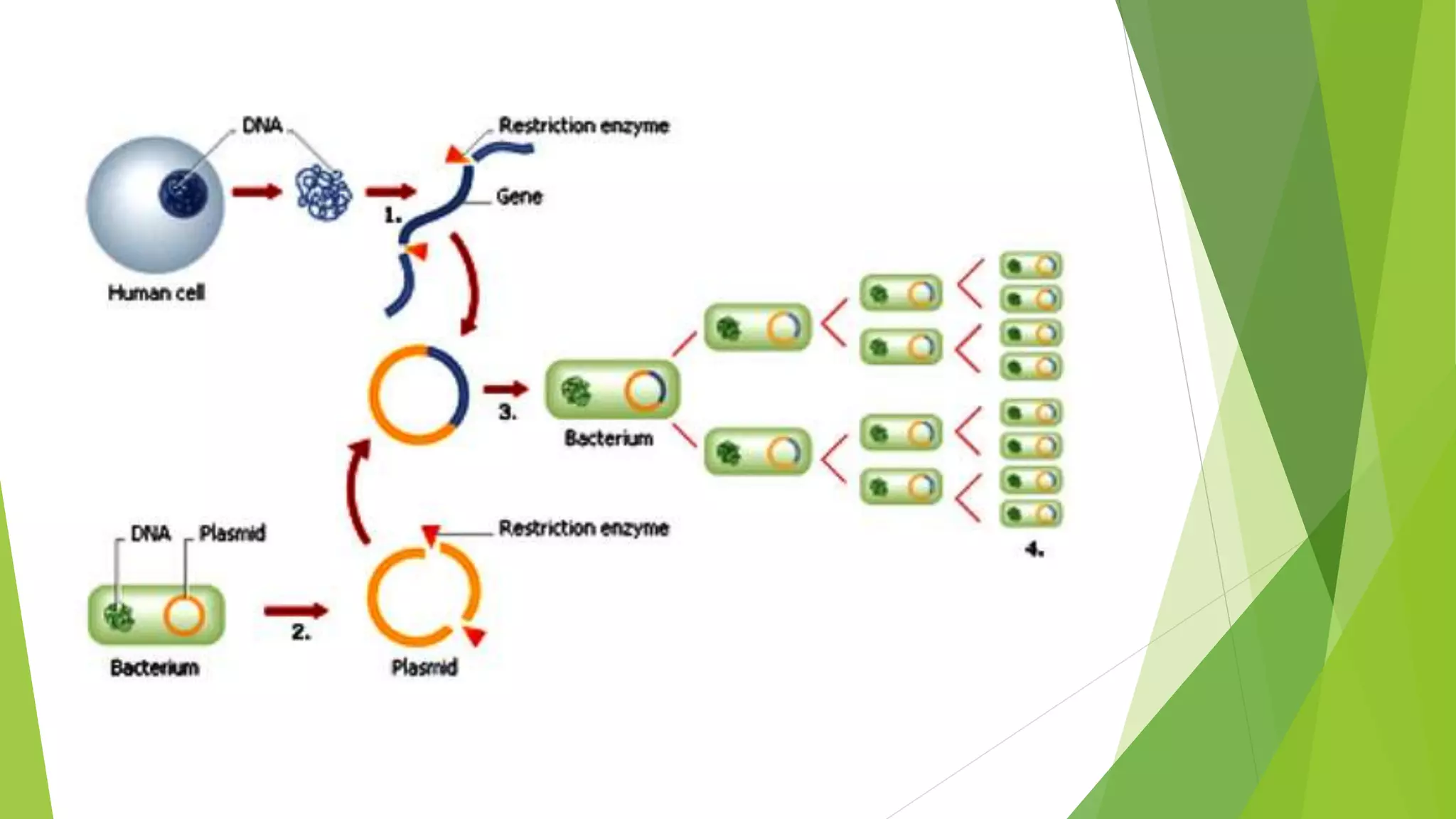 Gene mapping and cloning of disease gene | PPTX