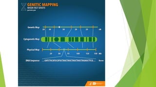 Gene mapping and cloning of disease gene | PPTX