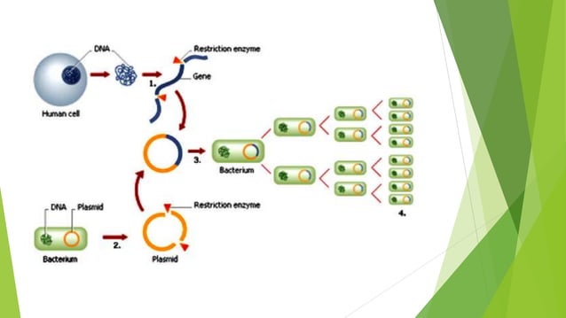 Gene mapping and cloning of disease gene | PPTX | Genetics | Science