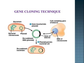 Gene mapping and gene cloning | PPTX