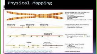 Gene mapping and its sequence | PDF