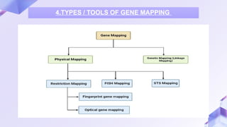 GENE MAPPING AND SEQUENCING )-1.pptx... | PPTX