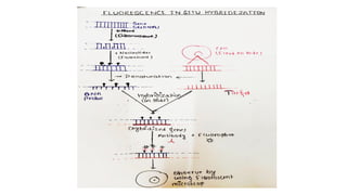 Gene Mapping.pdf