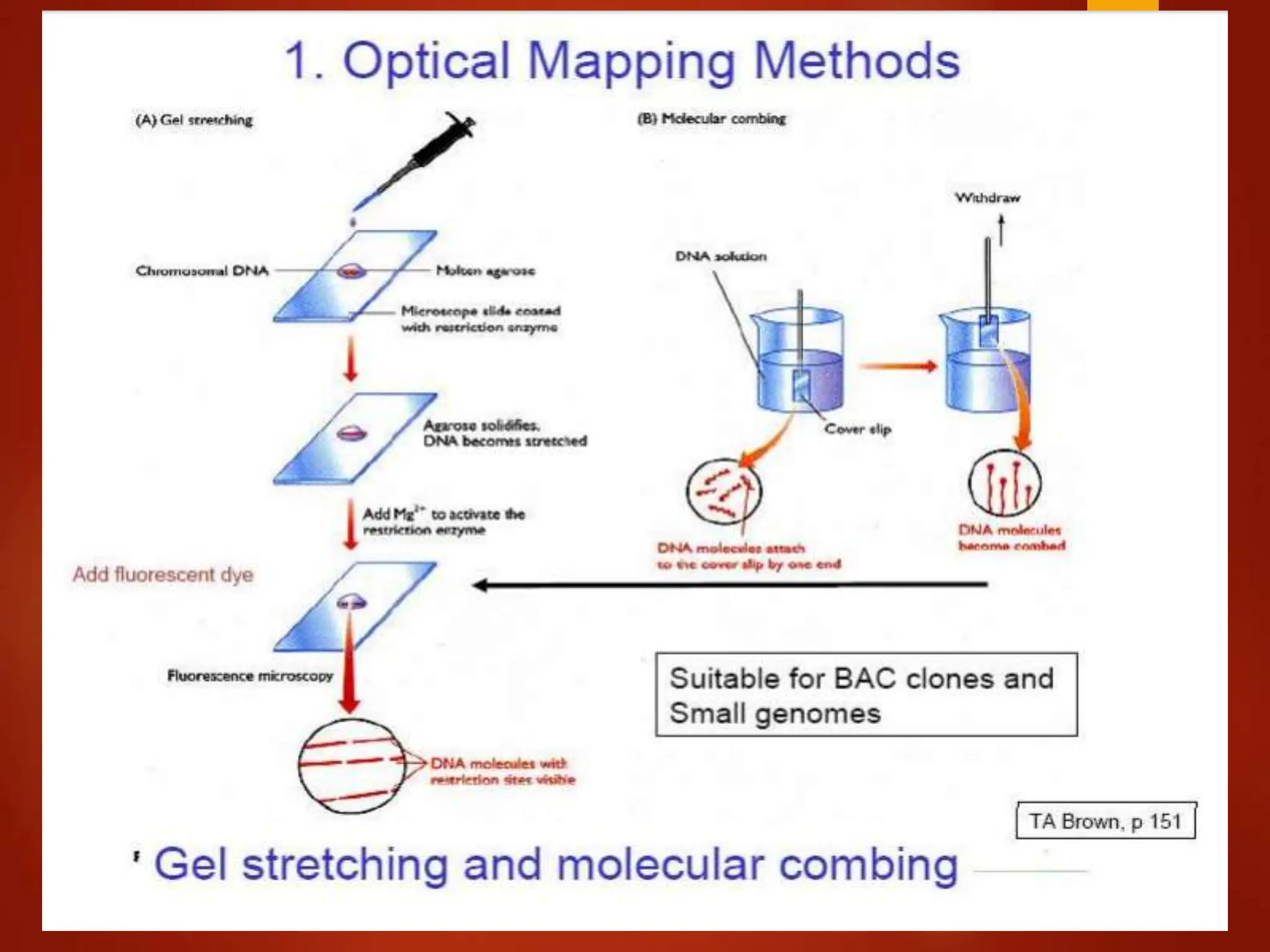 gene mapping, clonning of disease gene(1).pptx