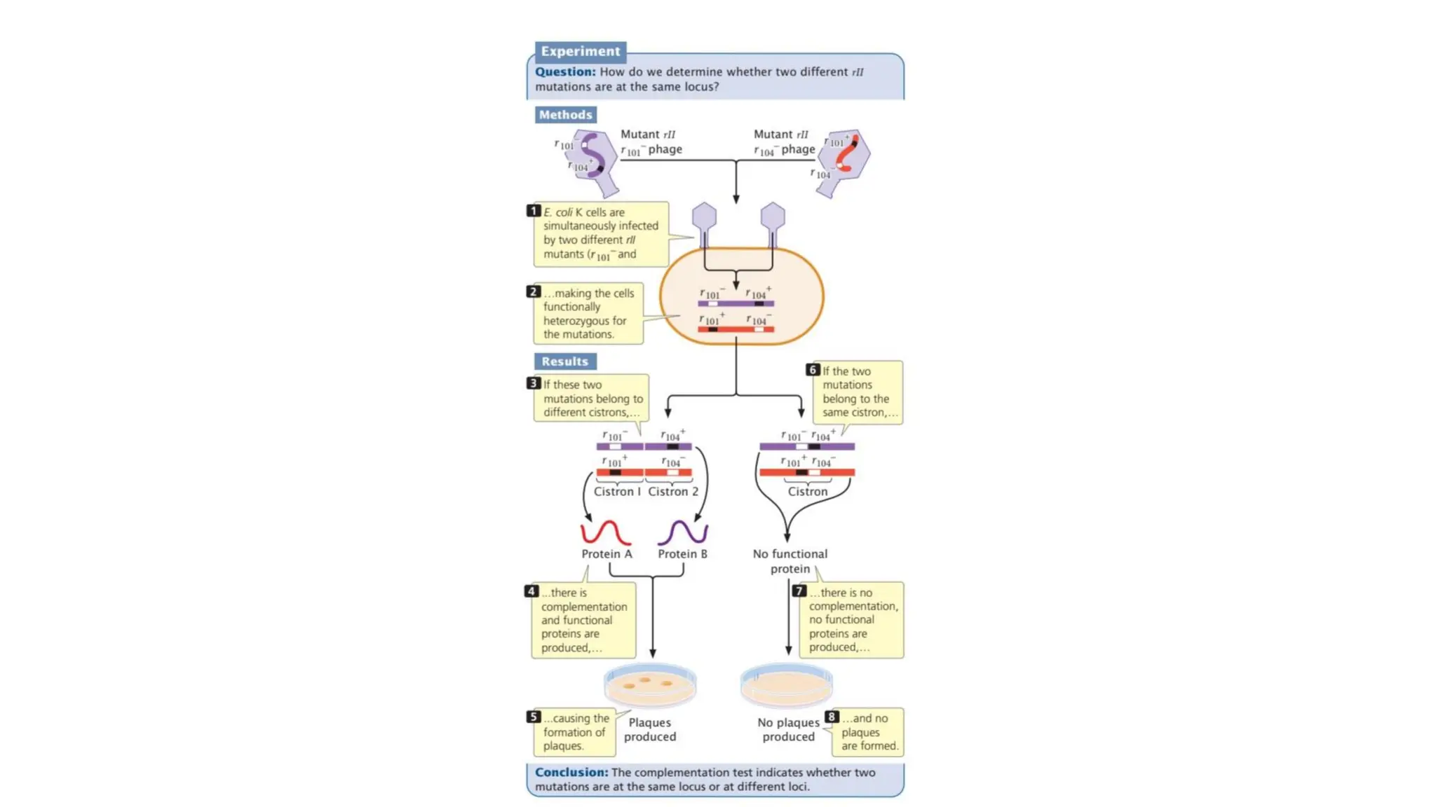 Gene mapping in phages . How the gens are traced in phages