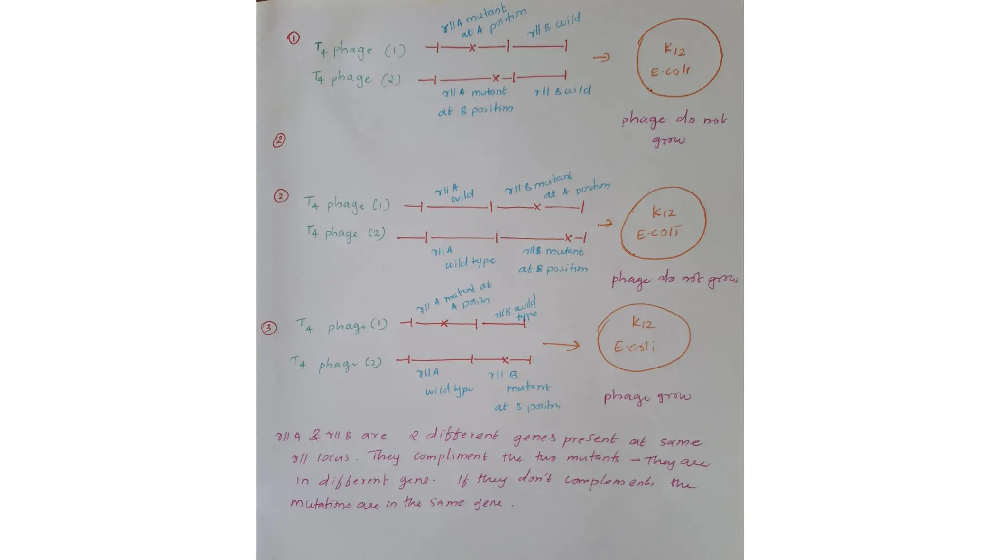 Gene mapping in phages . How the gens are traced in phages