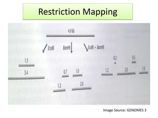 Gene mapping methods | PPTX