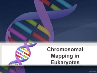 Chromosomal Mapping in
Eukaryotes
Chromosomal
Mapping in
Eukaryotes
 