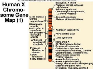 Genetic Map of Human X Chromosome
 