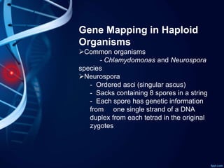 Gene Mapping in Haploid
Organisms
Common organisms
- Chlamydomonas and Neurospora
species
Neurospora
- Ordered asci (singular ascus)
- Sacks containing 8 spores in a string
- Each spore has genetic information
from one single strand of a DNA
duplex from each tetrad in the original
zygotes
 