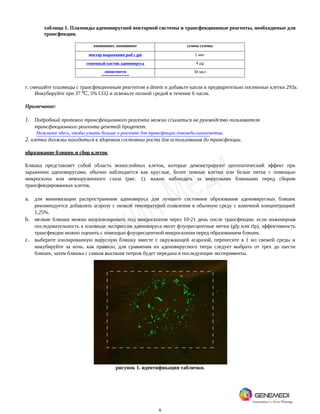 6
таблица 1. Плазмиды аденовирусной векторной системы и трансфекционные реагенты, необходимые для
трансфекции.
компонент, компонент сумма суммы
вектор выражения pad с goi 2 мкг
геномный костяк аденовируса 4 µg
липогенетм 30 мкл
г. смешайте плазмиды с трансфекционным реагентом в dmem и добавьте капли в предварительно посеянные клетки 293a.
Инкубируйте при 37 , 5% CO2 и освежьте полной средой в течение 6 часов.
℃
Примечание:
1. Подробный протокол трансфекционного реагента можно ссылаться на руководство пользователя
трансфекционного реагента genemedi lipogenetm.
Нажмите здесь, чтобы узнать больше о реагенте для трансфекции генемеди-липогенетма.
2. клетки должны находиться в здоровом состоянии роста для использования до трансфекции.
образование бляшек и сбор клеток
Бляшка представляет собой область монослойных клеток, которые демонстрируют цитопатический эффект при
заражении аденовирусами, обычно наблюдается как круглые, более темные клетки или белые пятна с помощью
микроскопа или невооруженного глаза (рис. 1). важно наблюдать за вирусными бляшками перед сбором
трансфекцированных клеток.
a. для минимизации распространения аденовируса для лучшего состояния образования аденовирусных бляшек
рекомендуется добавлять агарозу с низкой температурой плавления в обычную среду с конечной концентрацией
1,25%.
b. мелкие бляшки можно визуализировать под микроскопом через 10-21 день после трансфекции. если инженерная
последовательность в плазмиде экспрессии аденовируса несет флуоресцентные метки (gfp или rfp), эффективность
трансфекции можно оценить с помощью флуоресцентной микроскопии перед образованием бляшек.
c. выберите изолированную вирусную бляшку вместе с окружающей агарозой, перенесите в 1 мл свежей среды и
инкубируйте за ночь. как правило, для сравнения их аденовирусного титра следует выбрать от трех до шести
бляшек, затем бляшка с самым высоким титром будет передана в последующие эксперименты.
рисунок 1. идентификация таблички.
 