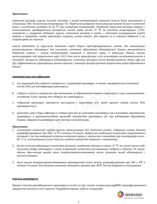 7
Примечание:
первичный раствор агарозы высокой чистоты с низкой температурой плавления может быть приготовлен в
стерильных ПБС до конечной концентрации 5%. Перед использованием полностью растопите бульон в кипяченой
ванне и постепенно охладите до 45 при комнатной температуре. Разбавьте первичный раствор агарозы с
℃
использованием предварительно разогретой полной среды роста 37 до конечной концентрации 1,25%.
℃
немедленно и аккуратно добавьте хорошо смешанный раствор в клетки с удаленной культуральной средой
впереди и поверните, чтобы равномерно покрыть клетки бляшек. Для тарелки из 6 скважин добавьте 3 мл
агароза/среды на скважин.
важно наблюдать за вирусными бляшками перед сбором трансфекцированных клеток. для минимизации
распространения аденовируса для улучшения состояния образования аденовирусных бляшек рекомендуется
добавлять агарозу с низкой температурой плавления в обычную среду, а небольшие бляшки можно
визуализировать под микроскопом через 10-21 день после трансфекции. если инженерная последовательность в
плазмидах экспрессии аденовируса (аденовирусные челночные векторы) несет флуоресцентные метки (gfp или
rfp), эффективность трансфекции можно оценить с помощью флуоресцентной микроскопии перед образованием
бляшек.
аденовирусная амплификация
a. на следующий день добавьте супернатант, содержащий аденовирус, в свежие, предварительно посеянные
клетки 293a для амплификации аденовируса.
b. собирать клетки и супернатант при наблюдении за образованием бляшек и переходить в цикл замораживания-
оттаивания 3 раза, прежде чем собирать все аденовирусы.
c. собранный аденовирус признается пассажиром 1 (аденовирус p1). затем заразите свежие клетки 293а
аденовирусом p1.
d. выполнять цикл сбора инфекции в течение трех раз до получения аденовируса р4 и расширять производство
аденовируса в крупномасштабном масштабе посредством аденовируса р4. при наблюдении образования
бляшек собираются аденовирусы для очистки и концентрации.
Примечание:
1. используйте клеточный скребок вместо трипсинизации для отделения клеток. собранные клетки должны
центрифугироваться при 500 г, 4 в течение 10 минут. Выбросьте наибольшее количество супернатанта и
℃
оставьте 2 мл для повторной суспензии клеточных гранул и перенесите в контейнер при температуре ниже -
80 ° C (с использованием сухого льда или жидкого азота) для заморозки и оттаивания.
2. Когда суспензия аденовируса полностью растает, немедленно удалите из ванны 37 на случай какого-либо
℃
снижения титра аденовируса. сильно встряхните полностью расплавленную подвеску в течение 30 секунд.
обычно двух-четыре раунда цикла замораживания-оттаивания могут улучшить выход аденовирусов с
высоким титром.
3. после циклов замораживания-оттаивания аденовирусный лизит можно центрифугировать при 500 г, 4 в
℃
течение 10 минут для удаления клеточных обломков и хранить при -80 для последующего использования.
℃
очистка аденовируса
Процесс очистки рекомбинантного аденовируса состоит из трех этапов: конденсации peg8000, центрифугирования с
градиентом плотности cscl и диализа. Подробный процесс работы следующий:
 
