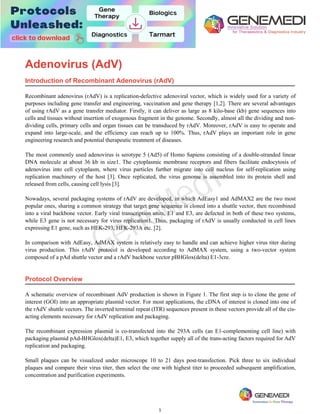 1
Recombinant adenovirus (rAdV) is a replication-defective adenoviral vector, which is widely used for a variety of
purposes including gene transfer and engineering, vaccination and gene therapy [1,2]. There are several advantages
of using rAdV as a gene transfer mediator. Firstly, it can deliver as large as 8 kilo-base (kb) gene sequences into
cells and tissues without insertion of exogenous fragment in the genome. Secondly, almost all the dividing and non-
dividing cells, primary cells and organ tissues can be transduced by rAdV. Moreover, rAdV is easy to operate and
expand into large-scale, and the efficiency can reach up to 100%. Thus, rAdV plays an important role in gene
engineering research and potential therapeutic treatment of diseases.
The most commonly used adenovirus is serotype 5 (Ad5) of Homo Sapiens consisting of a double-stranded linear
DNA molecule at about 36 kb in size1. The cytoplasmic membrane receptors and fibers facilitate endocytosis of
adenovirus into cell cytoplasm, where virus particles further migrate into cell nucleus for self-replication using
replication machinery of the host [3]. Once replicated, the virus genome is assembled into its protein shell and
released from cells, causing cell lysis [3].
Nowadays, several packaging systems of rAdV are developed, in which AdEasy1 and AdMAX2 are the two most
popular ones, sharing a common strategy that target gene sequence is cloned into a shuttle vector, then recombined
into a viral backbone vector. Early viral transcription units, E1 and E3, are defected in both of these two systems,
while E3 gene is not necessary for virus replication1. Thus, packaging of rAdV is usually conducted in cell lines
expressing E1 gene, such as HEK-293, HEK-293A etc. [2].
In comparison with AdEasy, AdMAX system is relatively easy to handle and can achieve higher virus titer during
virus production. This rAdV protocol is developed according to AdMAX system, using a two-vector system
composed of a pAd shuttle vector and a rAdV backbone vector pBHGlox(delta) E1-3cre.
Protocol Overvie
Adenovirus (AdV)
Introduction of Recombinant Adenovirus (rAdV)
w
A schematic overview of recombinant AdV production is shown in Figure 1. The first step is to clone the gene of
interest (GOI) into an appropriate plasmid vector. For most applications, the cDNA of interest is cloned into one of
the rAdV shuttle vectors. The inverted terminal repeat (ITR) sequences present in these vectors provide all of the cis-
acting elements necessary for rAdV replication and packaging.
The recombinant expression plasmid is co-transfected into the 293A cells (an E1-complementing cell line) with
packaging plasmid pAd-BHGlox(delta)E1, E3, which together supply all of the trans-acting factors required for AdV
replication and packaging.
Small plaques can be visualized under microscope 10 to 21 days post-transfection. Pick three to six individual
plaques and compare their virus titer, then select the one with highest titer to proceeded subsequent amplification,
concentration and purification experiments.
GeneMedi
 