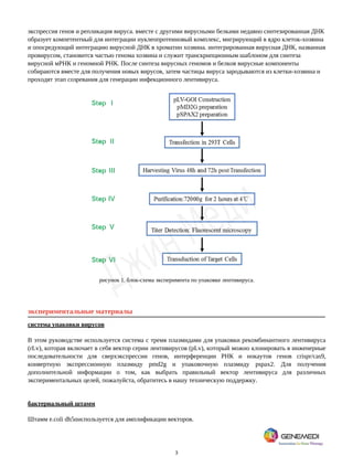 3
экспрессия генов и репликация вируса. вместе с другими вирусными белками недавно синтезированная ДНК
образует компетентный для интеграции нуклеопротеиновый комплекс, мигрирующий в ядро клеток-хозяина
и опосредующий интеграцию вирусной ДНК в хроматин хозяина. интегрированная вирусная ДНК, названная
провирусом, становится частью генома хозяина и служит транскрипционным шаблоном для синтеза
вирусной мРНК и геномной РНК. После синтеза вирусных геномов и белков вирусные компоненты
собираются вместе для получения новых вирусов, затем частицы вируса зародываются из клетки-хозяина и
проходят этап созревания для генерации инфекционного лентивируса.
рисунок 1. блок-схема эксперимента по упаковке лентивируса.
экспериментальные материалы
система упаковки вирусов
В этом руководстве используется система с тремя плазмидами для упаковки рекомбинантного лентивируса
(rLv), которая включает в себя вектор серии лентивирусов (pLv), который можно клонировать в инженерные
последовательности для сверхэкспрессии генов, интерференции РНК и нокаутов генов crispr/cas9,
конвертную экспрессионную плазмиду pmd2g и упаковочную плазмиду pspax2. Для получения
дополнительной информации о том, как выбрать правильный вектор лентивируса для различных
экспериментальных целей, пожалуйста, обратитесь в нашу техническую поддержку.
бактериальный штамм
Штамм e.coli dh5ɑиспользуется для амплификации векторов.
 